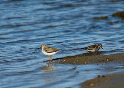 Terekruiter - Tereksandpiper