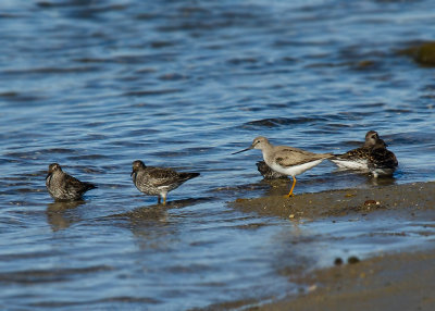 Terekruiter - Tereksandpiper
