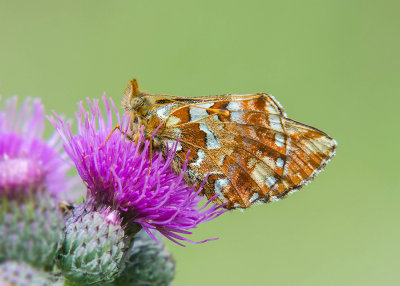 Veenbesparelmoervlinder - Cranberry Fritillary 