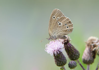 Koevinkje - Ringlet