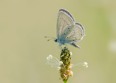 Staartblauwtje - Short-tailed Blue