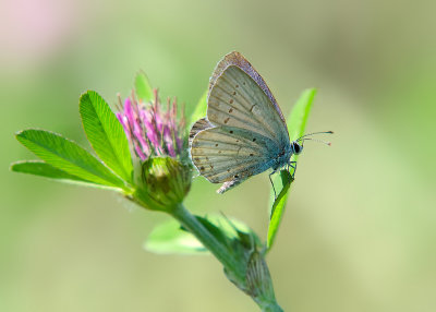 Staartblauwtje - Short-tailed Blue