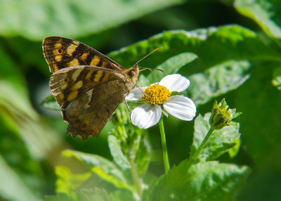 Canarisch Bont Zandoogje - Canary Speckled Wood