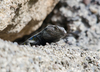 Canarische hagedis - Tenerife Lizard