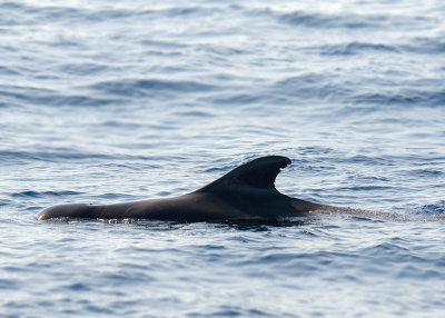 Indische Griend - Pilot Whale