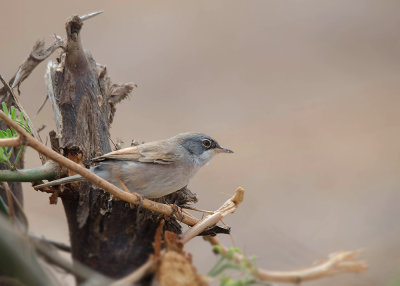 Brilgrasmus - Spectacled Warbler