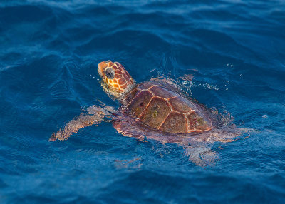 Dikkopschildpad - Loggerhead