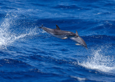 Gevlekte Dolfijn - Atlantic Spotted Dolphin