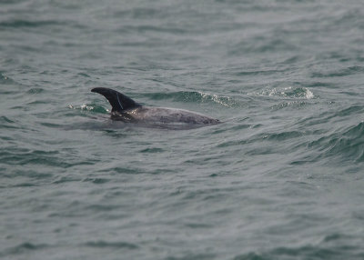 Grijze Dolfijn - Risso's dolphin