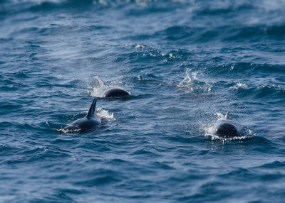 Indische Griend - Pilot Whale