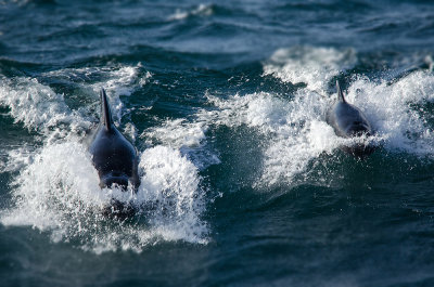 Indische Griend - Pilot Whale