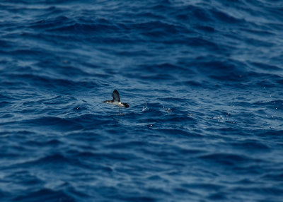 Kaapverdische Kleine Pijlstormvogel - Boyds Shearwater