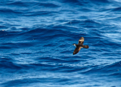 Kaapverdische Kleine Pijlstormvogel - Boyds Shearwater