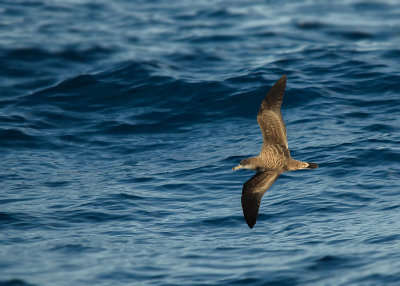 Kaapverdische Pijlstormvogel - Cape Verde Shearwater