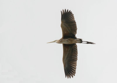 Kaapverdische Purperreiger - Bournei's Heron