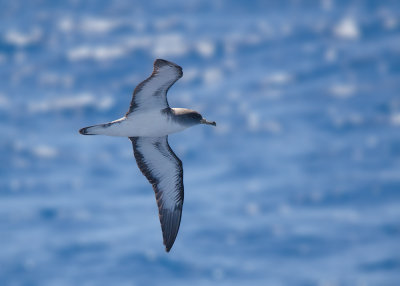 Kuhls Stormvogel - Kuhls Shearwater