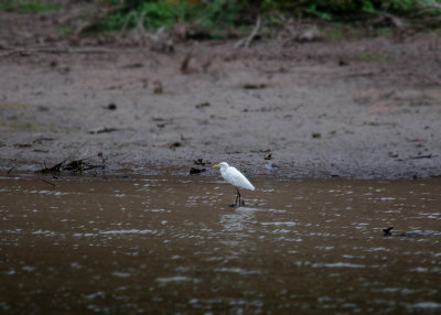 Middelste Zilverreiger - Intermediate Egret