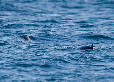 Noordelijke Butskop - Northern Bottlenose Whale