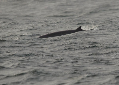 Noorse Vinvis - Sei Whale
