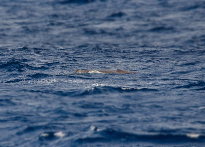 Potvis - Sperm Whale