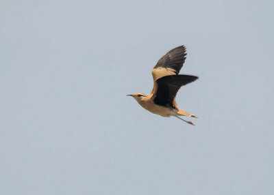 Renvogel - Cream-colored Courser