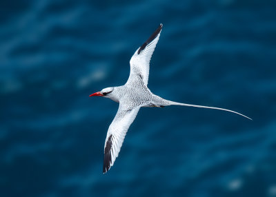 Roodsnavelkeerkringvogel - Red-billed Tropicbird