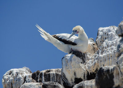 Roodpootgent - Red-footed Booby