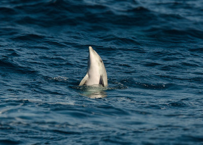 Zeezoogdieren - Marine Mammals