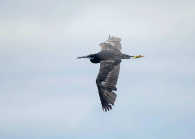 Westelijke Rifreiger - Western Reef Heron