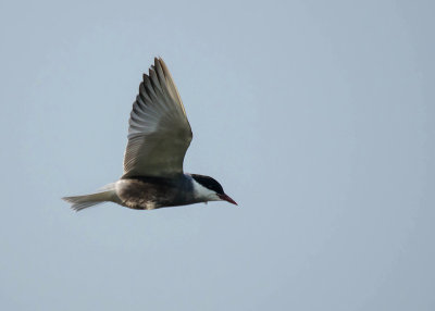 Witwangstern - Whiskered Tern