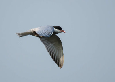 Witwangstern - Whiskered Tern