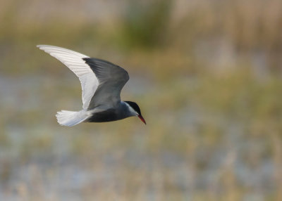 Witwangstern - Whiskered Tern