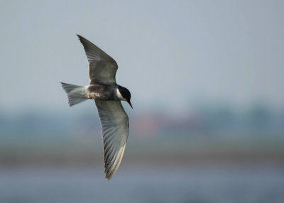 Witwangstern - Whiskered Tern