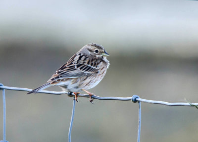 Witkopgors - Pine Bunting