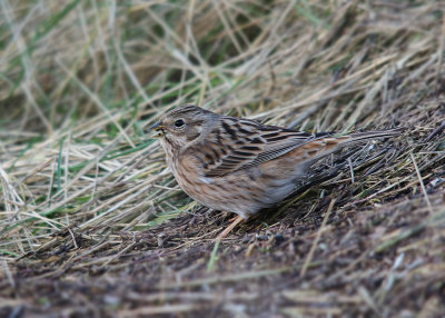 Witkopgors - Pine Bunting