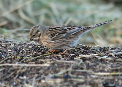 Witkopgors - Pine Bunting