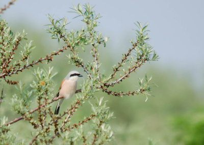 Grauwe Klauwier - Red-backed Shrike