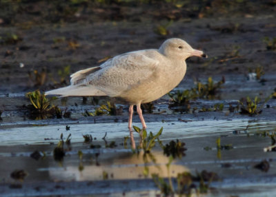 Grote Burgemeester - Glaucous Gull