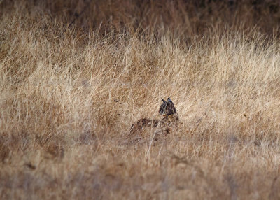 Iberische lynx - Iberian Lynx