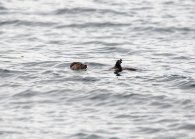 Otter - Eurasian Otter