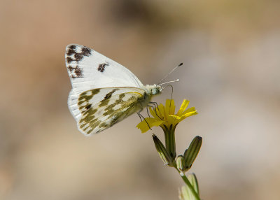 Resedawitje - Bath White