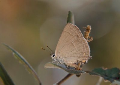 Eikenpage - Purple Hairstreak