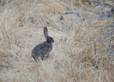 Iberische Haas - Iberian Hare