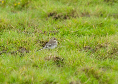 Citroenkwikstaart - Citrine Wagtail