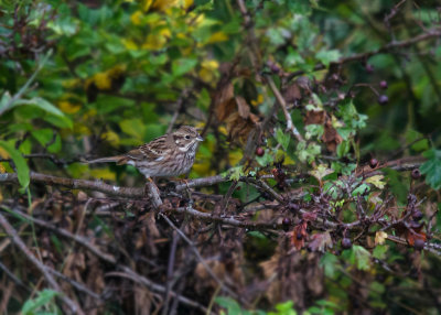 Witkopgors - Pine Bunting