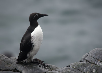 Zeekoet - Common Guillemot