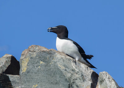 Alk - Razorbill
