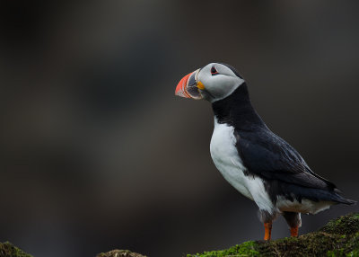 Papegaaiduiker - Puffin 