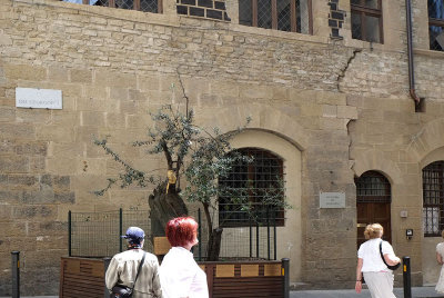 The Olive Tree of Peace