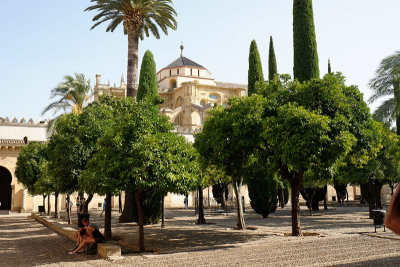 Orange trees and palms in the courtyard